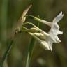 Fotografia 10 da espécie Narcissus papyraceus do Jardim Botânico UTAD