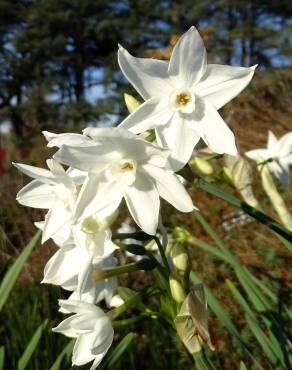 Fotografia 11 da espécie Narcissus papyraceus no Jardim Botânico UTAD