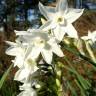 Fotografia 11 da espécie Narcissus papyraceus do Jardim Botânico UTAD