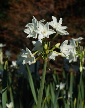 Fotografia 12 da espécie Narcissus papyraceus no Jardim Botânico UTAD
