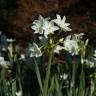 Fotografia 12 da espécie Narcissus papyraceus do Jardim Botânico UTAD