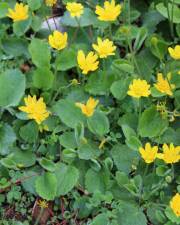 Fotografia da espécie Ranunculus bullatus