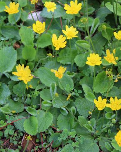 Fotografia de capa Ranunculus bullatus - do Jardim Botânico