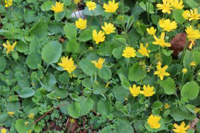 Fotografia da espécie Ranunculus bullatus