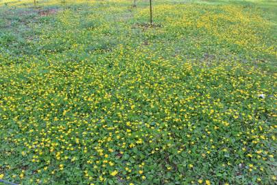 Fotografia da espécie Ranunculus bullatus