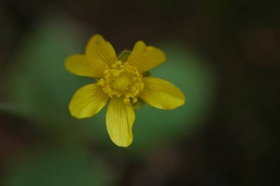 Fotografia da espécie Ranunculus bullatus