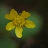 Fotografia 4 da espécie Ranunculus bullatus do Jardim Botânico UTAD