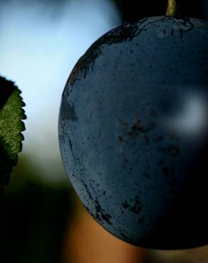 Fotografia 8 da espécie Prunus domestica no Jardim Botânico UTAD