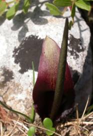 Fotografia da espécie Biarum tenuifolium subesp. arundanum