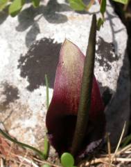 Biarum tenuifolium subesp. arundanum