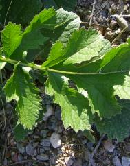 Brassica tournefortii