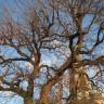 Fotografia 6 da espécie Morus alba do Jardim Botânico UTAD