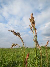 Fotografia da espécie Rumex acetosa subesp. acetosa