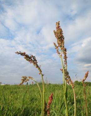 Fotografia 6 da espécie Rumex acetosa subesp. acetosa no Jardim Botânico UTAD