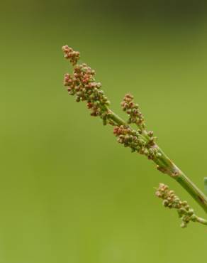 Fotografia 7 da espécie Rumex acetosa subesp. acetosa no Jardim Botânico UTAD