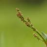 Fotografia 7 da espécie Rumex acetosa subesp. acetosa do Jardim Botânico UTAD