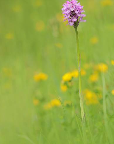 Fotografia de capa Neotinea tridentata subesp. conica - do Jardim Botânico