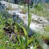 Fotografia 9 da espécie Neotinea tridentata subesp. conica do Jardim Botânico UTAD