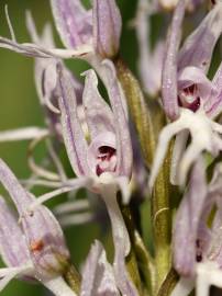 Fotografia da espécie Orchis italica