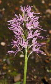 Fotografia da espécie Orchis italica