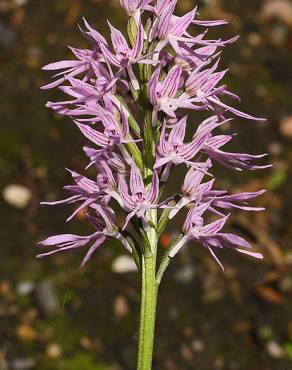 Fotografia 3 da espécie Orchis italica no Jardim Botânico UTAD