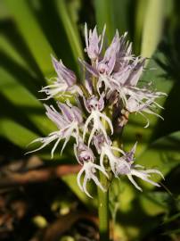 Fotografia da espécie Orchis italica