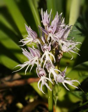 Fotografia 4 da espécie Orchis italica no Jardim Botânico UTAD