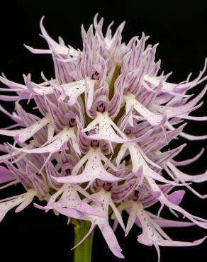 Fotografia 5 da espécie Orchis italica no Jardim Botânico UTAD
