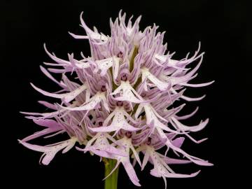 Fotografia da espécie Orchis italica