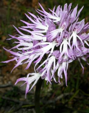 Fotografia 6 da espécie Orchis italica no Jardim Botânico UTAD