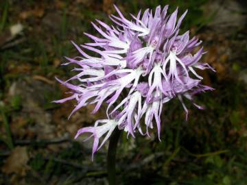 Fotografia da espécie Orchis italica