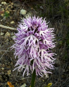 Fotografia 7 da espécie Orchis italica no Jardim Botânico UTAD