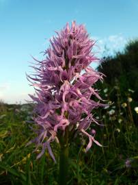 Fotografia da espécie Orchis italica