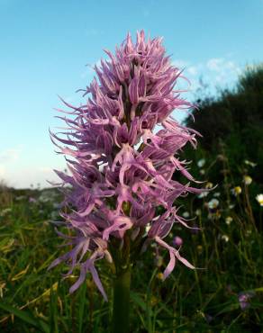 Fotografia 8 da espécie Orchis italica no Jardim Botânico UTAD