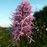 Fotografia 8 da espécie Orchis italica do Jardim Botânico UTAD