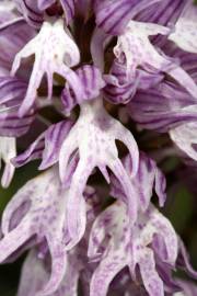 Fotografia da espécie Orchis italica