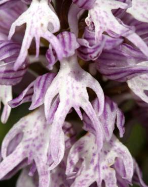 Fotografia 9 da espécie Orchis italica no Jardim Botânico UTAD
