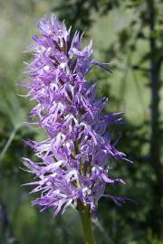 Fotografia da espécie Orchis italica