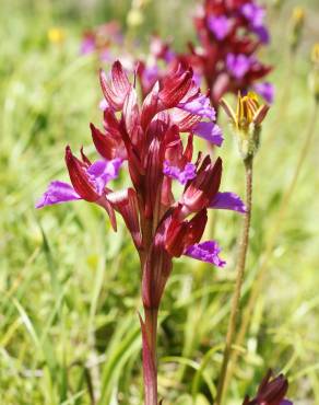 Fotografia 1 da espécie Anacamptis papilionacea no Jardim Botânico UTAD