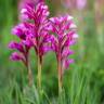 Fotografia 4 da espécie Anacamptis papilionacea do Jardim Botânico UTAD