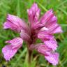 Fotografia 7 da espécie Anacamptis papilionacea do Jardim Botânico UTAD