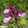 Fotografia 8 da espécie Anacamptis papilionacea do Jardim Botânico UTAD