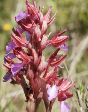 Fotografia 10 da espécie Anacamptis papilionacea no Jardim Botânico UTAD