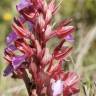 Fotografia 10 da espécie Anacamptis papilionacea do Jardim Botânico UTAD