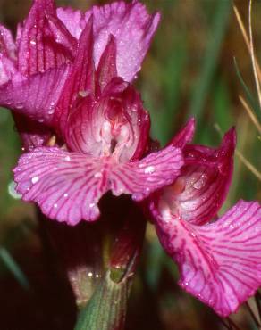 Fotografia 12 da espécie Anacamptis papilionacea no Jardim Botânico UTAD