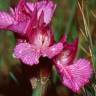 Fotografia 12 da espécie Anacamptis papilionacea do Jardim Botânico UTAD