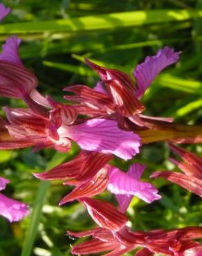 Fotografia 14 da espécie Anacamptis papilionacea no Jardim Botânico UTAD