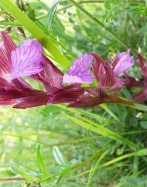 Fotografia 15 da espécie Anacamptis papilionacea no Jardim Botânico UTAD