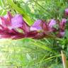 Fotografia 15 da espécie Anacamptis papilionacea do Jardim Botânico UTAD