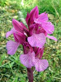 Fotografia da espécie Anacamptis papilionacea